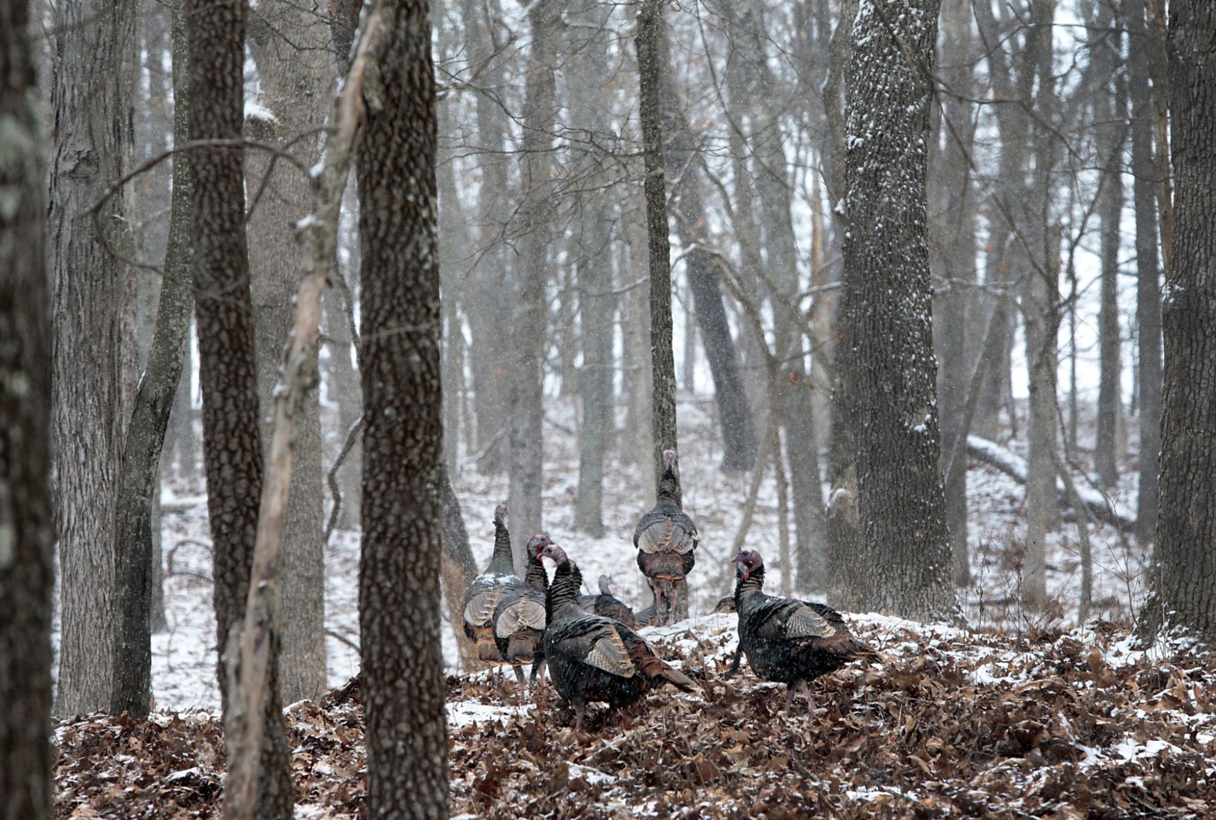 A winter drive through Lone Elk Park (copy)